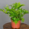 Cryptomium Falcatum