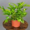 Cryptomium Falcatum