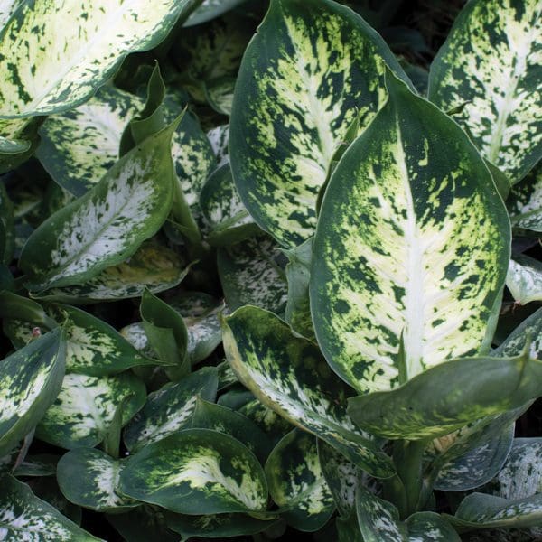 Dieffenbachia Compacta