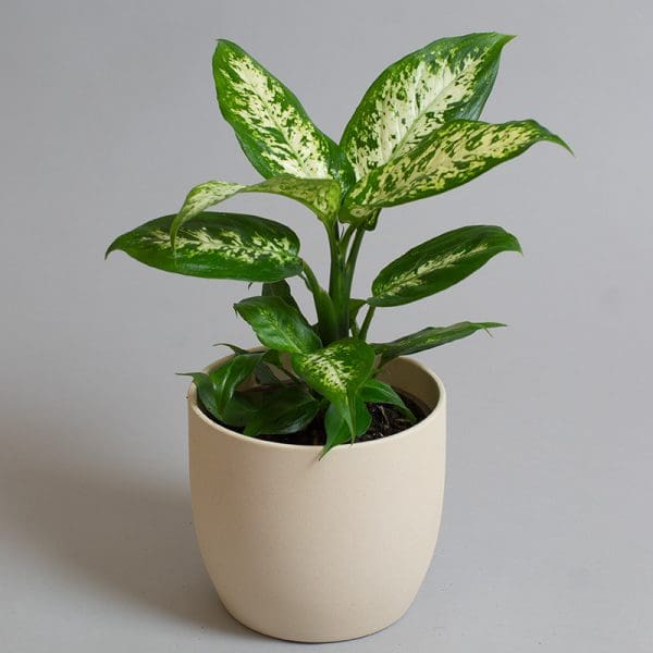 Dieffenbachia Compacta