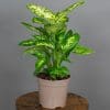 Dieffenbachia Compacta