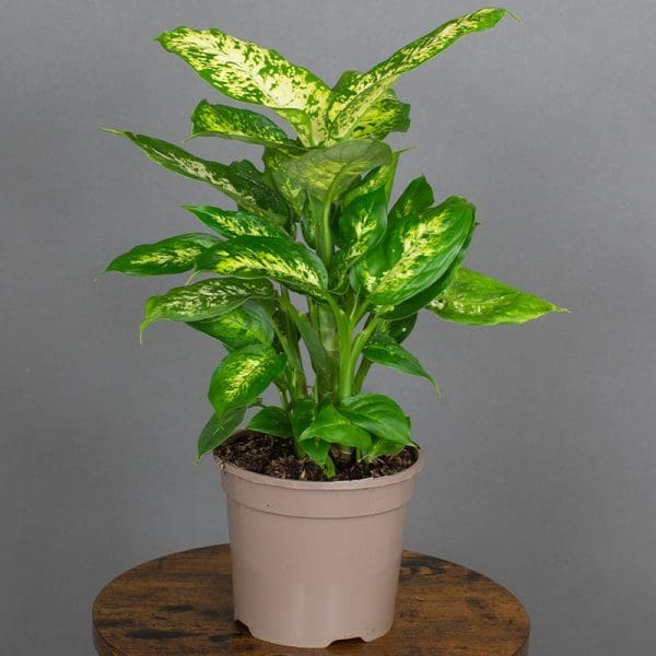 Dieffenbachia Compacta