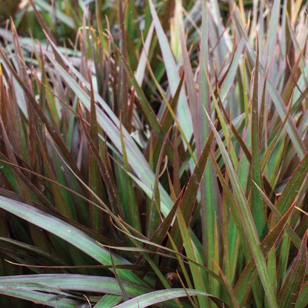 Dracaena Marginata