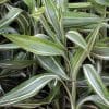 Dracaena sanderiana ‘Victory’