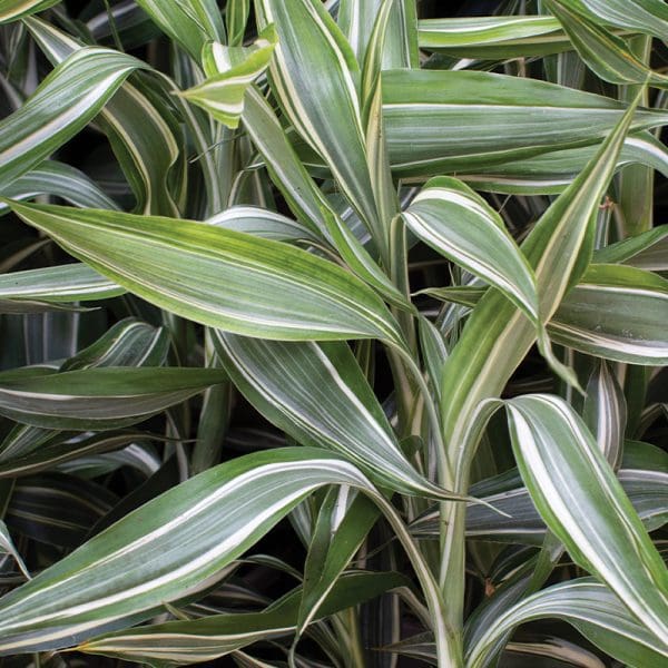 Dracaena sanderiana ‘Victory’