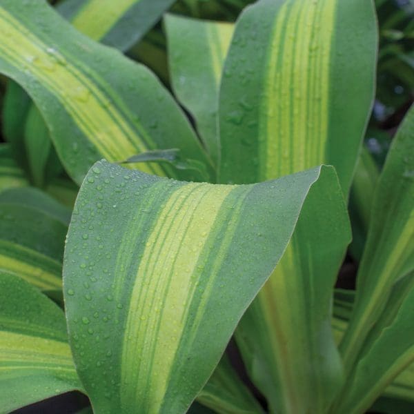 Dracaena fragrans ‘Gold Cord’