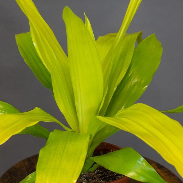 Dracaena deremensis ‘Limelight’