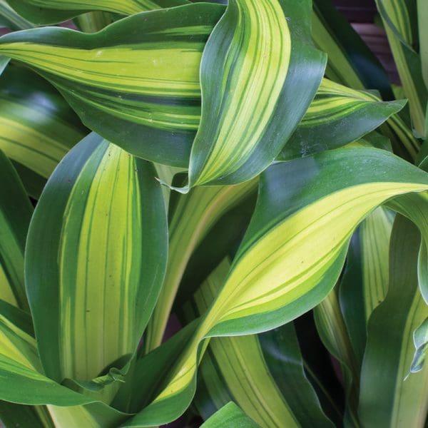 Dracaena fragrans ‘Massangeana’