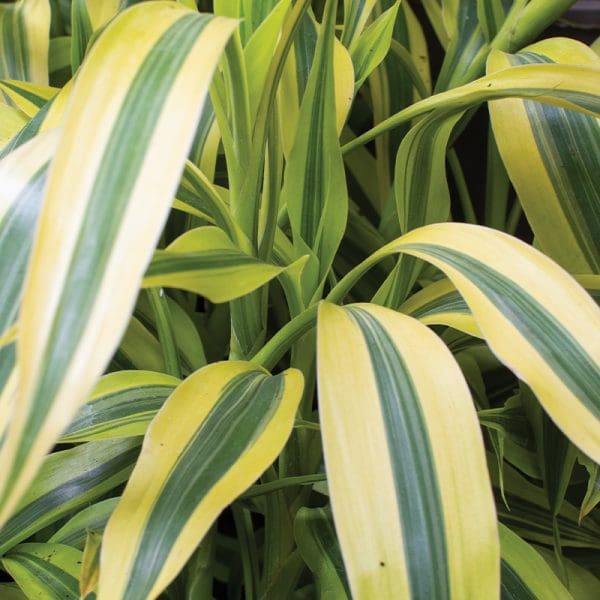 Dracaena sanderiana ‘Yellow Gold’