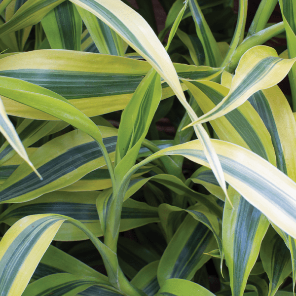 Dracaena sanderiana ‘Yellow Gold’