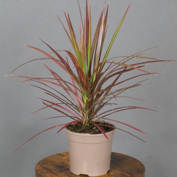 Draceana colorama