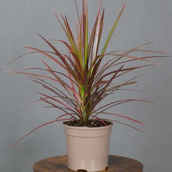 Draceana colorama