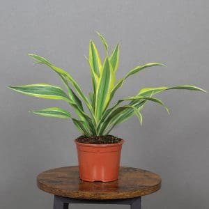 Dracaena deremensis ‘Lemon Lime’