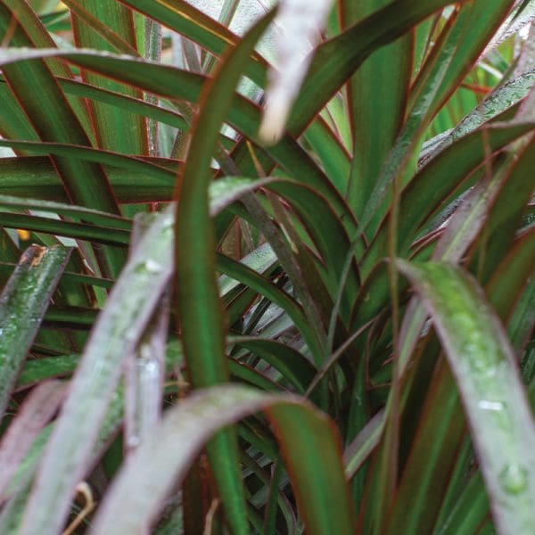 Dracaena Marginata Magenta