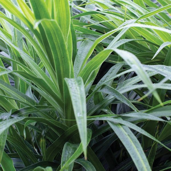 Dracaena Reflexa Anita 3L - Image 2