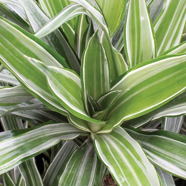 Dracaena deremensis ‘Warneckii’