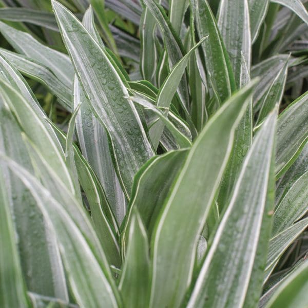 Dracaena deremensis ‘Warneckii’