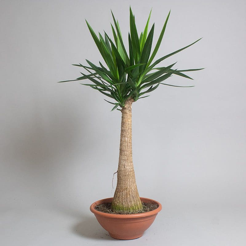 Yucca Elephantipes Tropical Plants UK