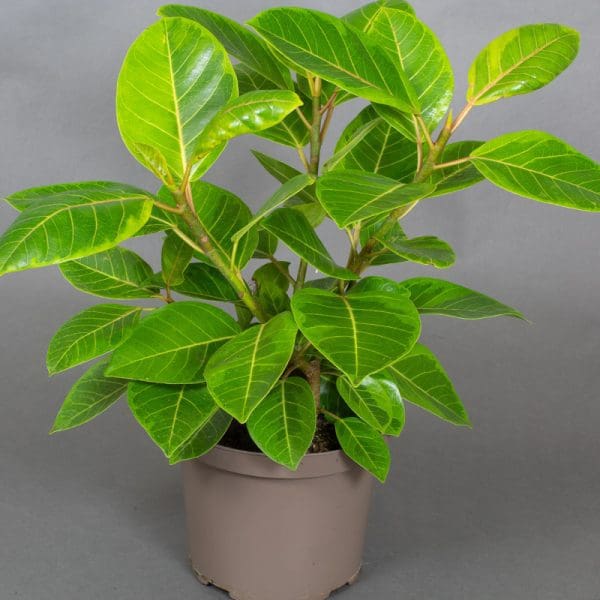 Ficus Altissma