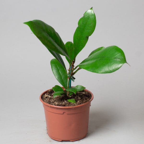 Ficus Cyathistipula