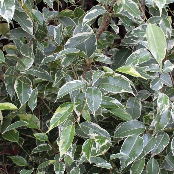 Ficus Benjamina Varigated