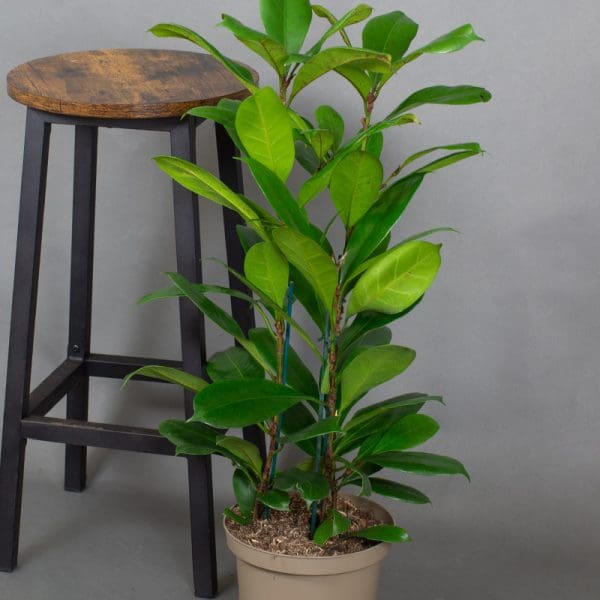 Ficus Cyathistipula