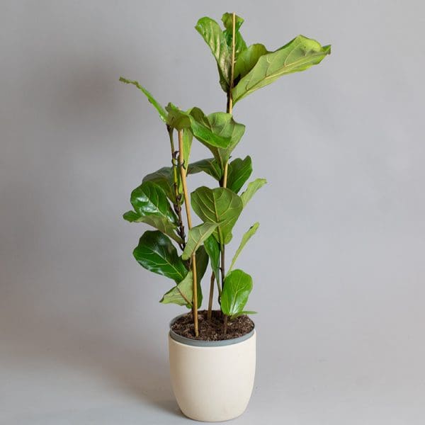 Ficus Lyrata