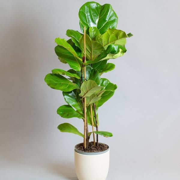 Ficus Lyrata