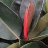 Ficus Elastica Robusta a (13cm Pot) - Image 3