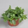 fittonia