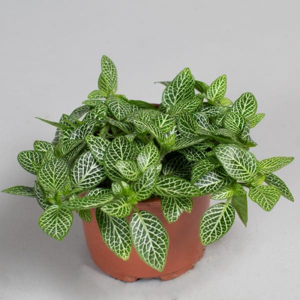 Fittonia