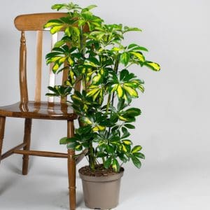 Schefflera Gold Capella