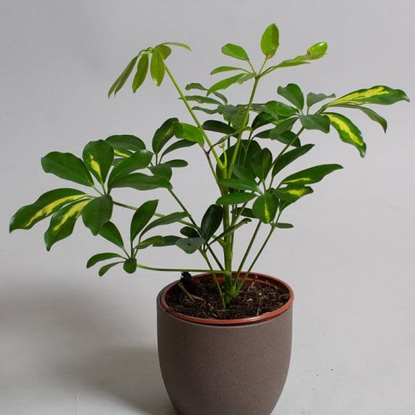 Schefflera Gold capella