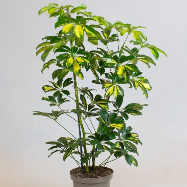 Schefflera Gold Capella