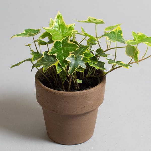 Hedera Helix Goldchild