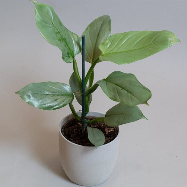 Philodendron Hastatum Grey 15cm
