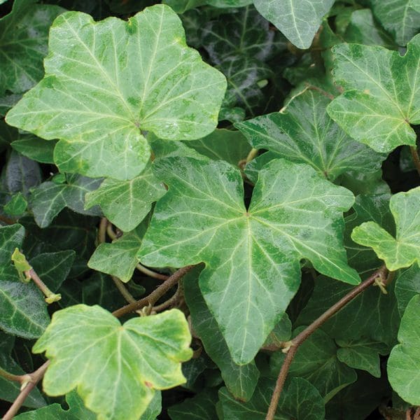 Hedera helix brigitte