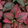 Hypoestes sanguinolenta Red