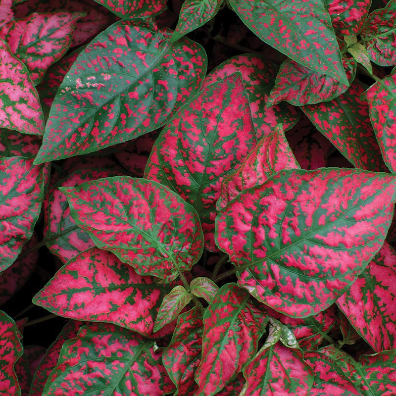Hypoestes Red 9cm - Tropical Plants UK
