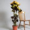 Croton icetone