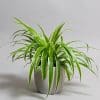 Chlorophytum Laxum 13cm - Image 2
