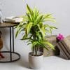 Dracaena deremensis ‘Lemon Lime’ 2L