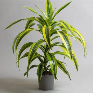 Dracaena deremensis ‘Lemon Lime’ Tip