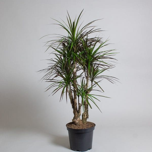 Dracaena Marginata Magenta