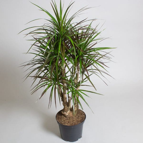 Dracaena Marginata Magenta