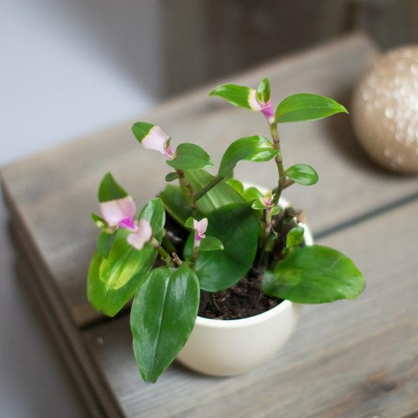 Tradescantia Maidens blush