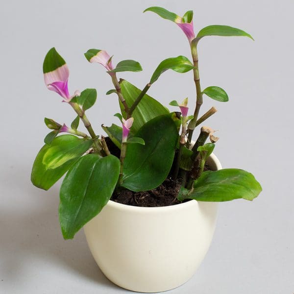 Tradescantia Maidens blush