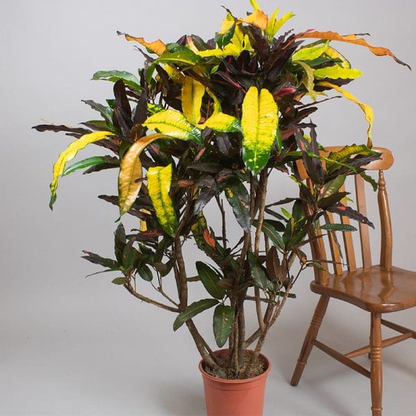 Croton Mango Tango