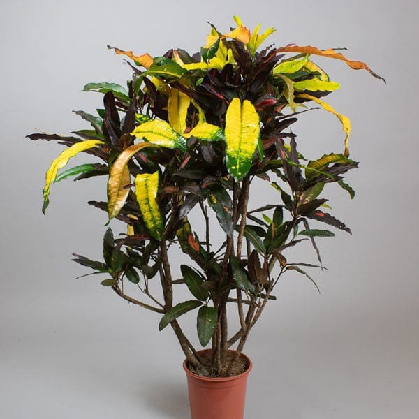 Croton Mango Tango