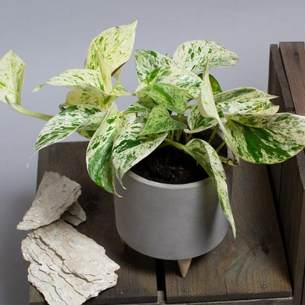 Scindapsus Marble Queen